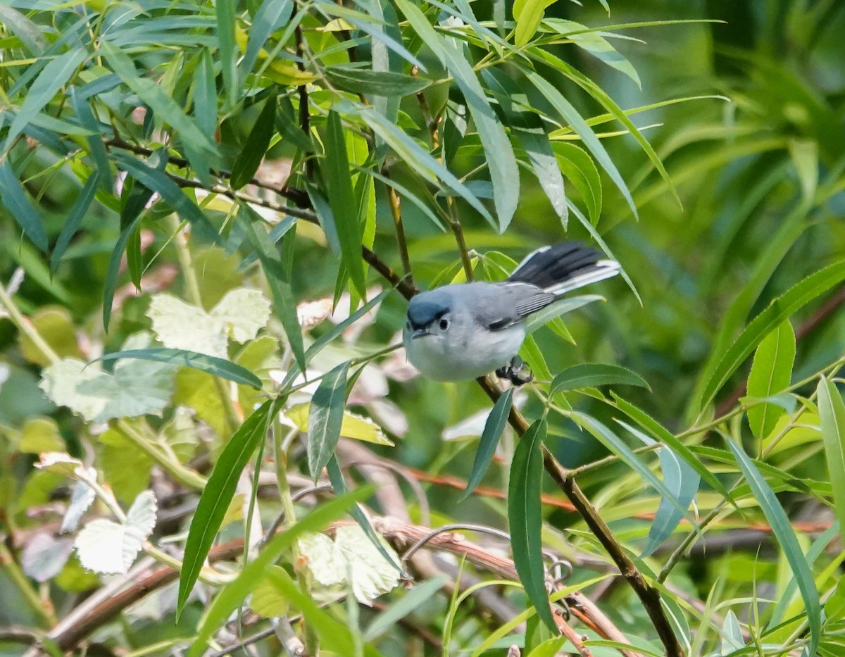 Blue-gray Gnatcatcher - ML442626211