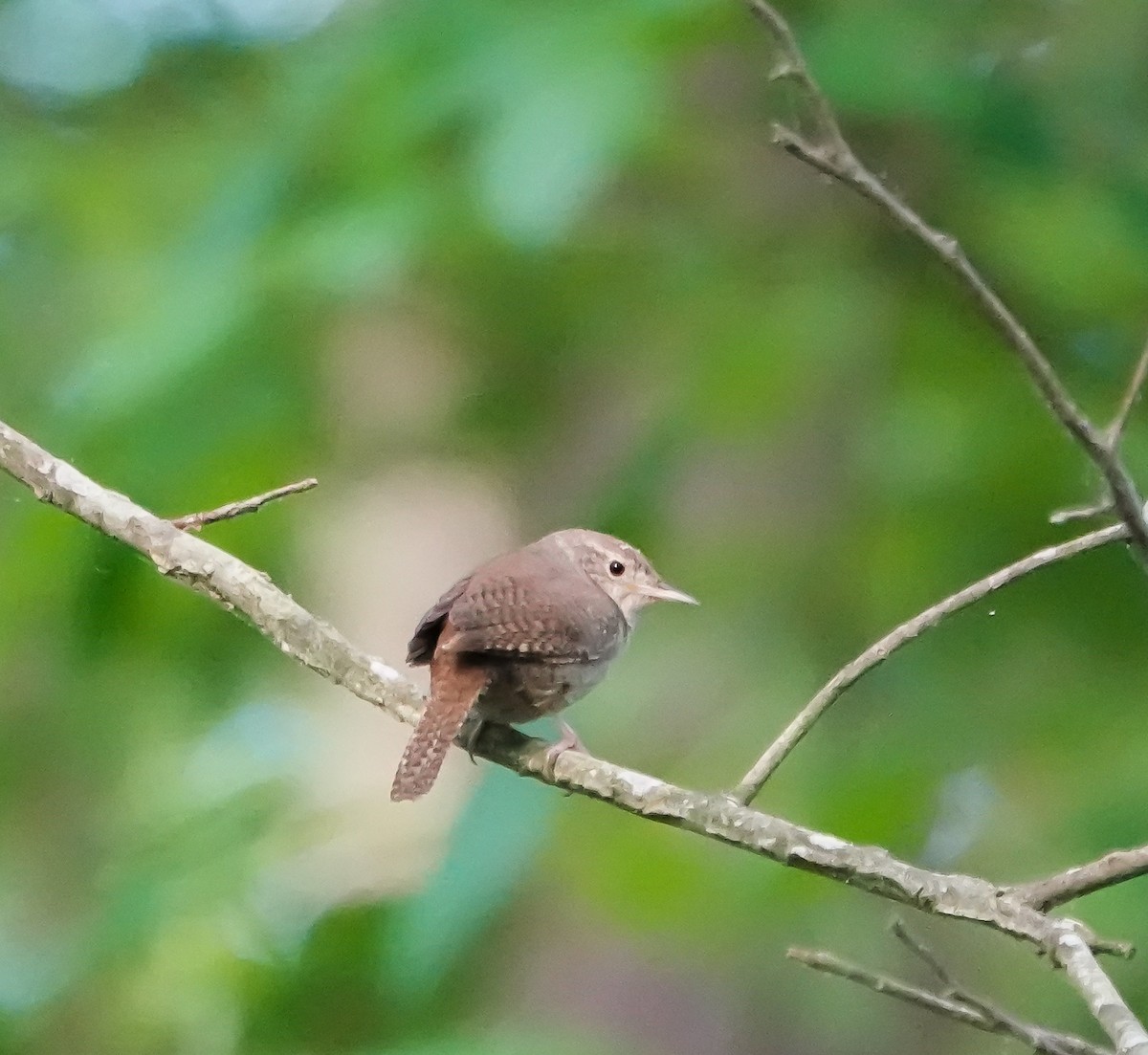 Northern House Wren - ML442626261