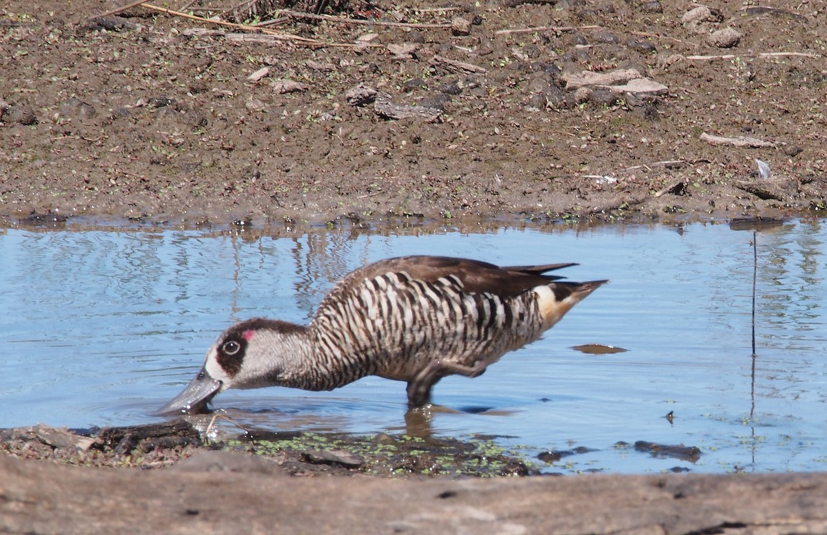 Pink-eared Duck - ML44262631