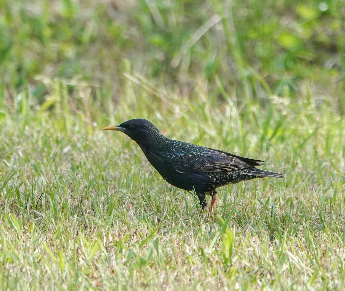 European Starling - ML442626411