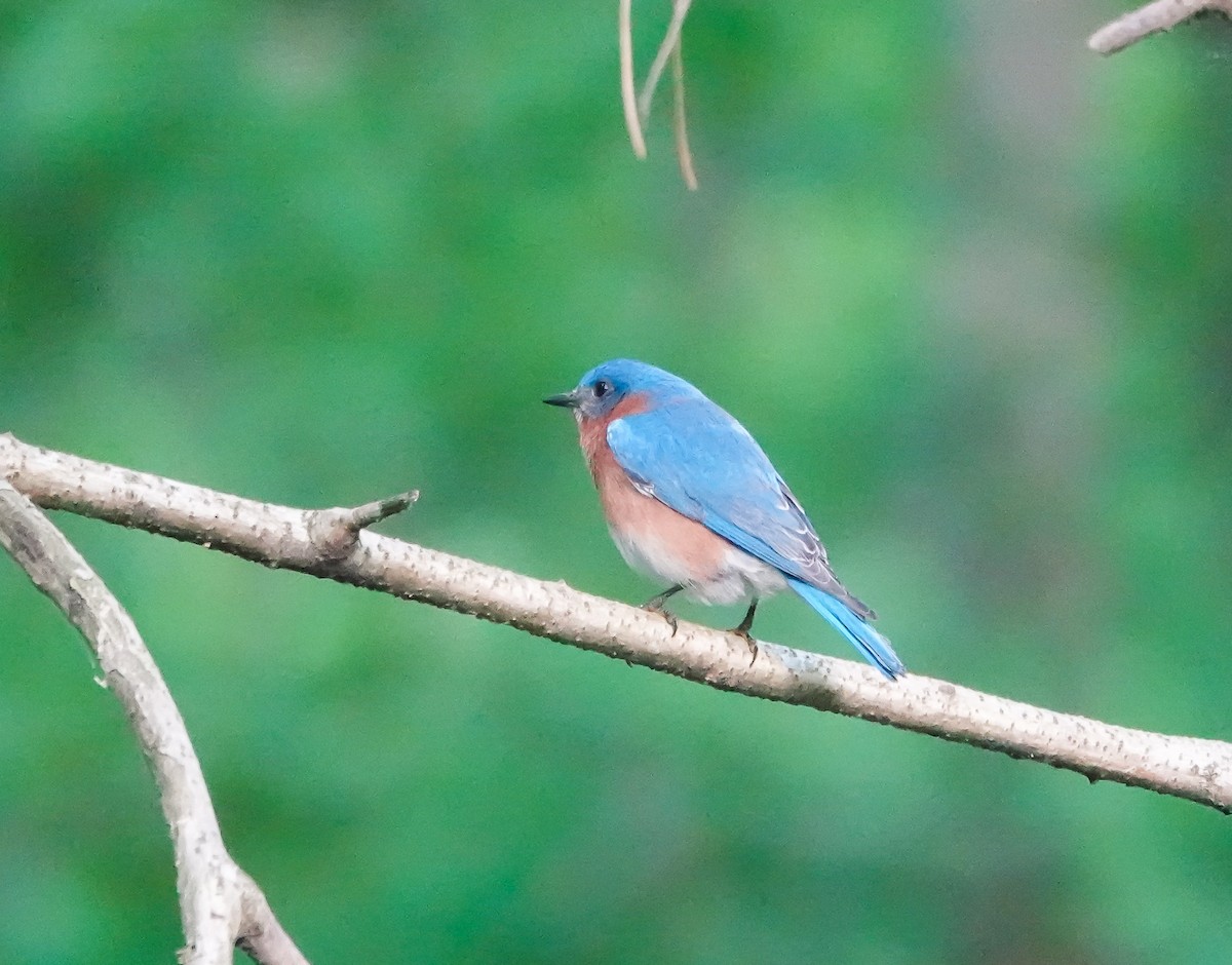 Eastern Bluebird - ML442626821