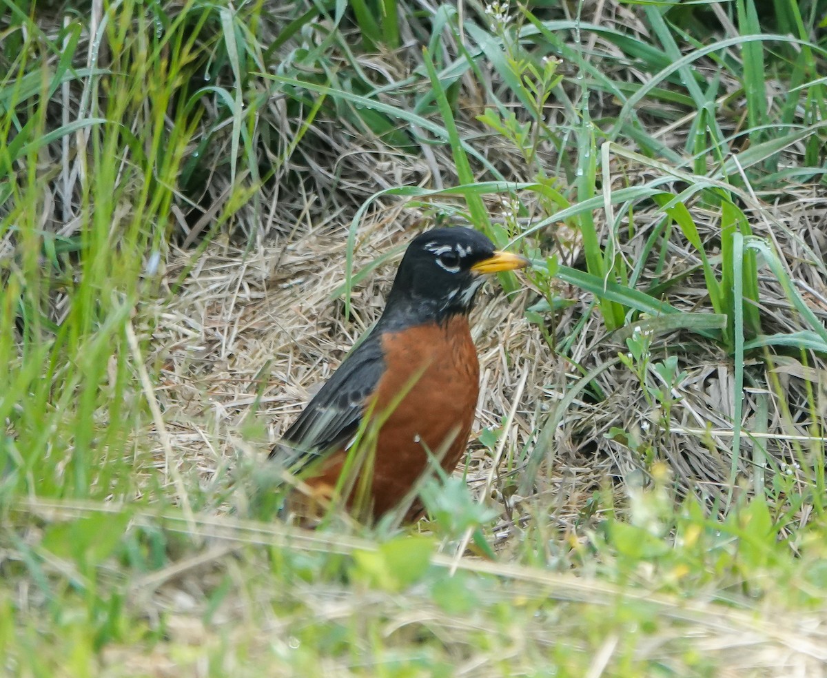 American Robin - ML442626881