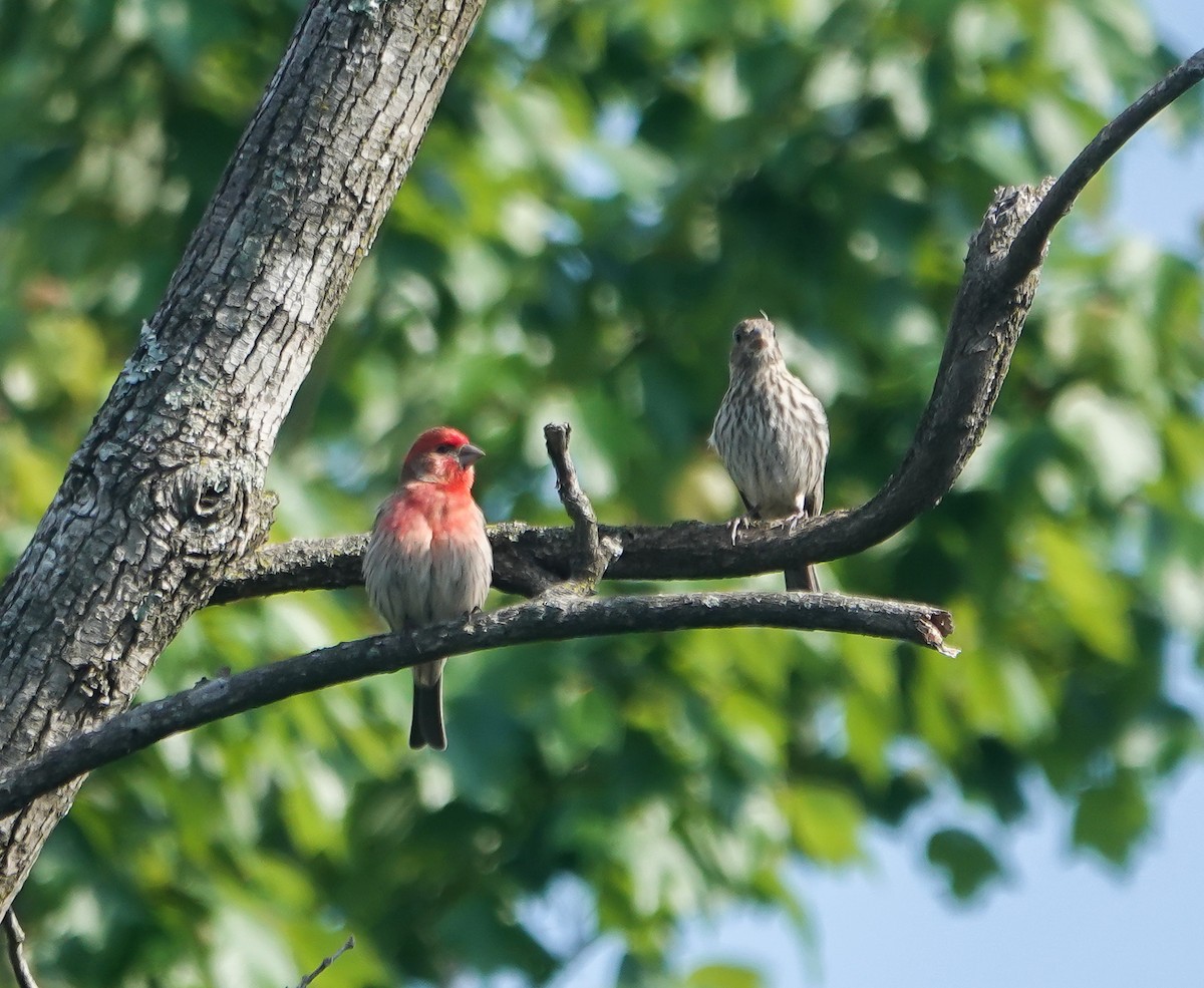 House Finch - ML442626921