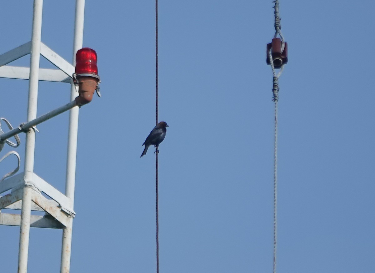 Brown-headed Cowbird - ML442627101