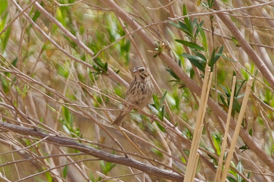 Savannah Sparrow - ML442628931