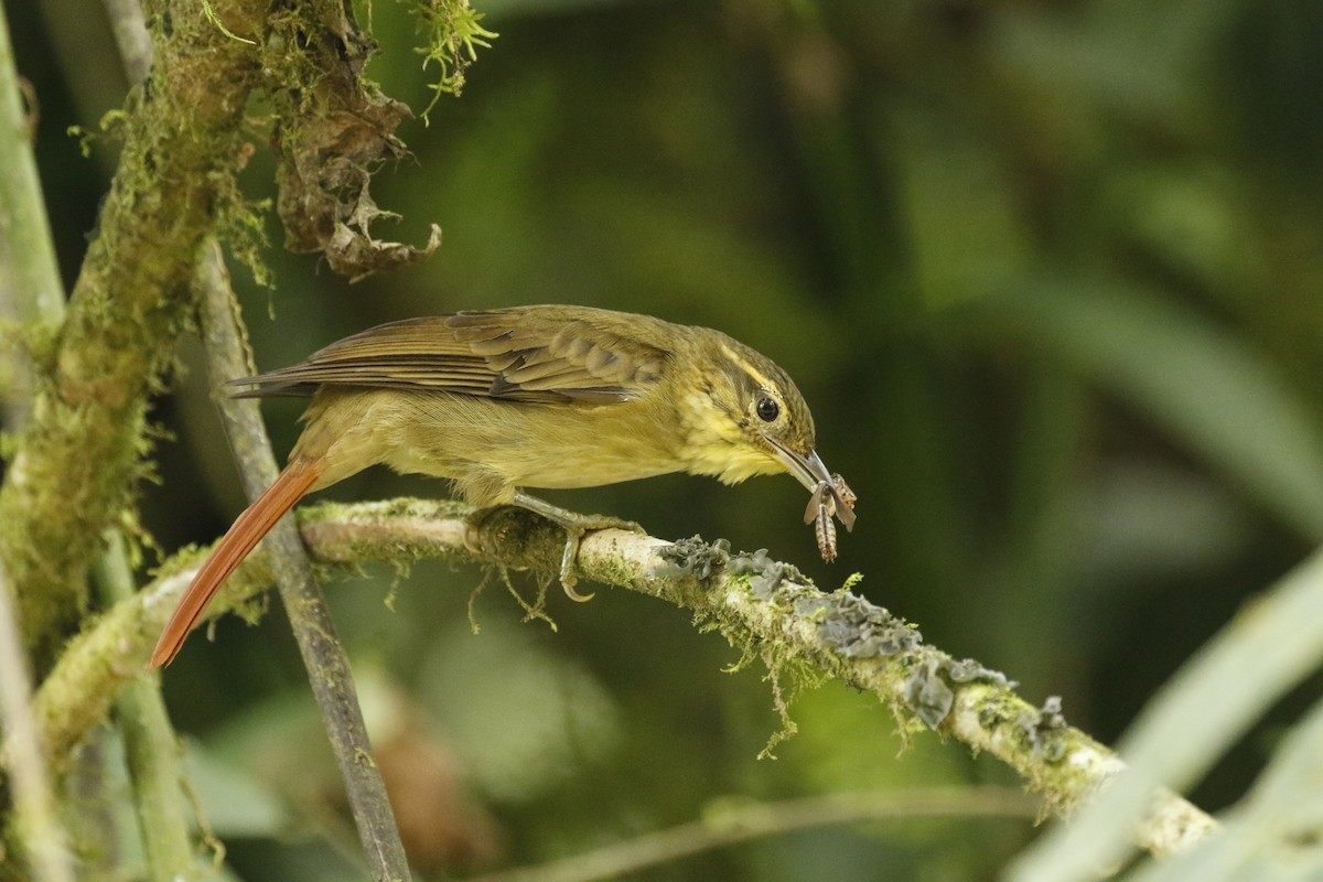 Rufous-tailed Foliage-gleaner - Michael Booker