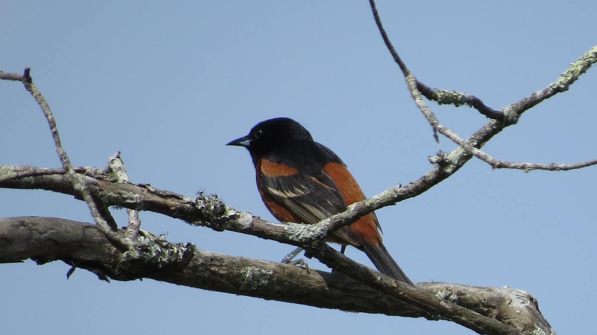 Orchard Oriole - ML442629861