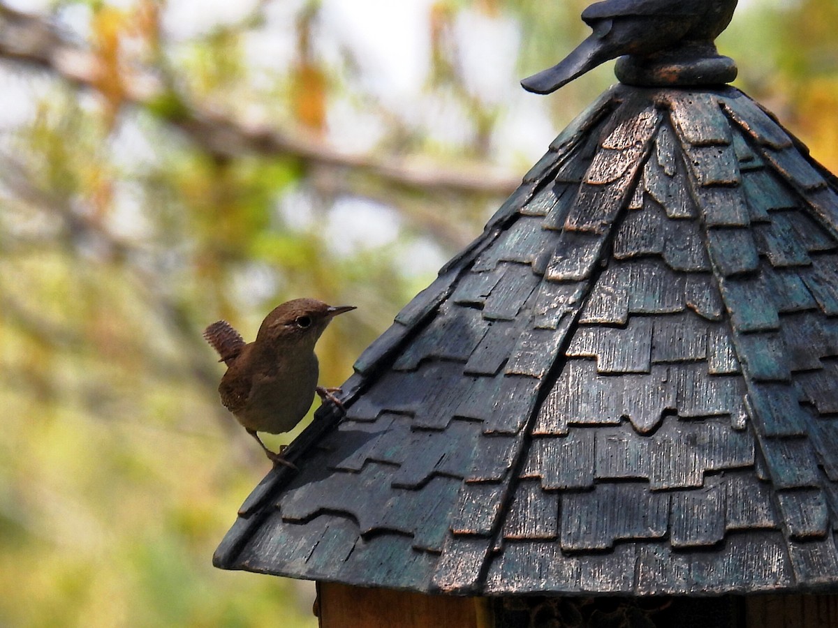 Northern House Wren - ML442632201