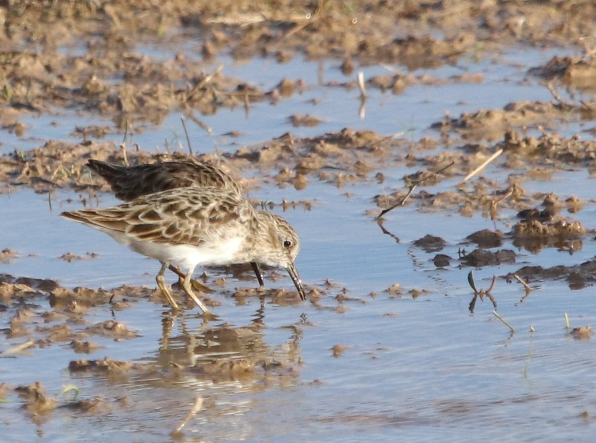 Least Sandpiper - ML442633531