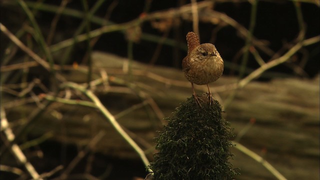 Winter Wren - ML442634