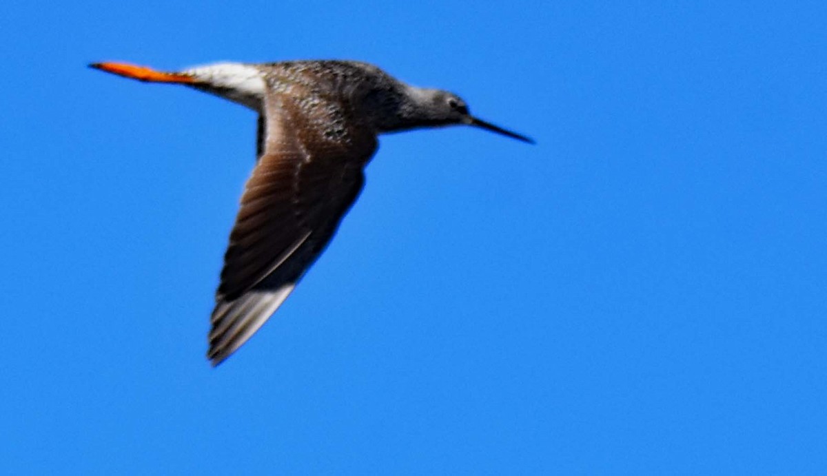 Greater Yellowlegs - ML442634201