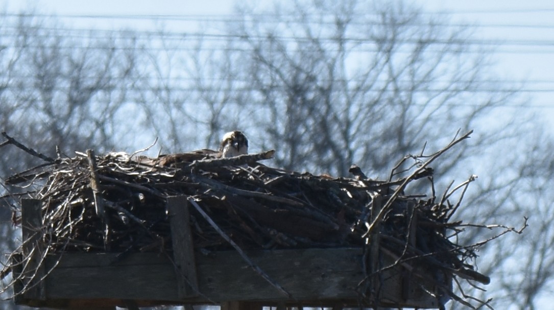 Osprey - ML442634451