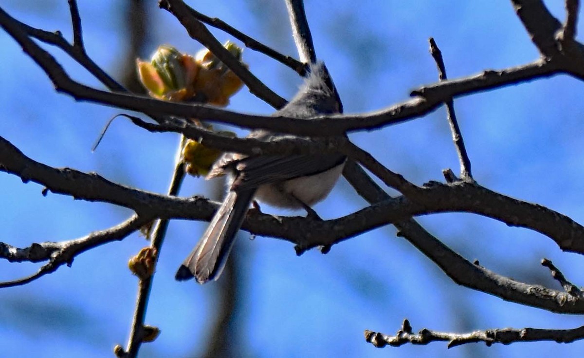 Tufted Titmouse - ML442634651