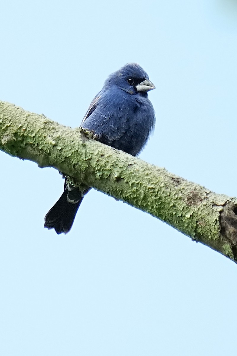 Blue Grosbeak - ML442635441