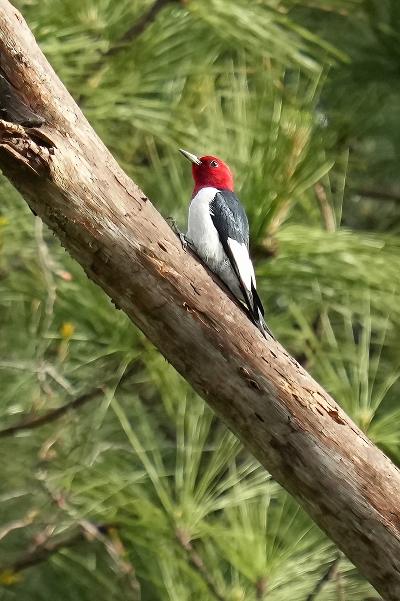 Red-headed Woodpecker - ML442635931