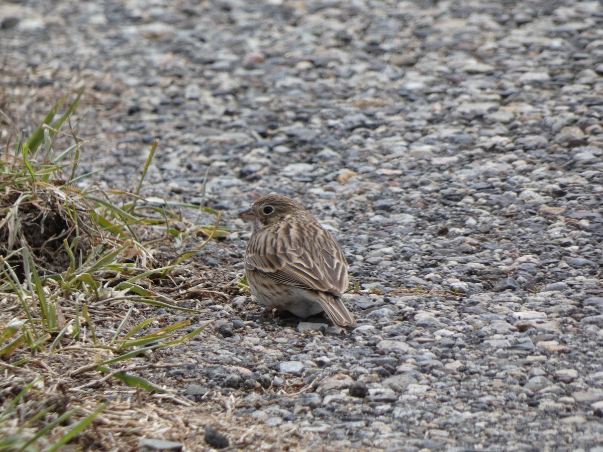 Vesper Sparrow - ML442636031