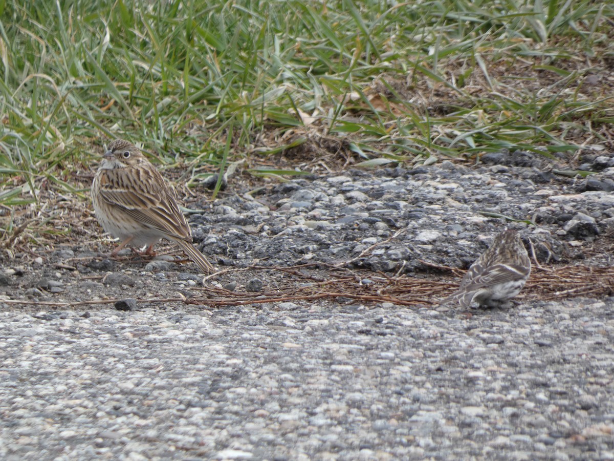 Vesper Sparrow - ML442636061