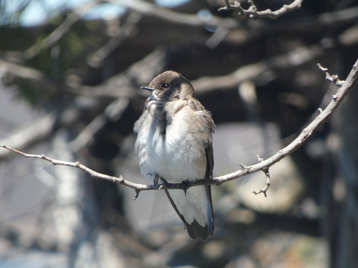 Golondrina Aserrada - ML442636801