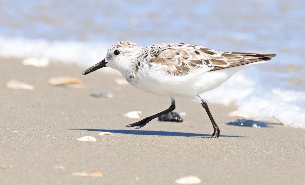 Bécasseau sanderling - ML442638481