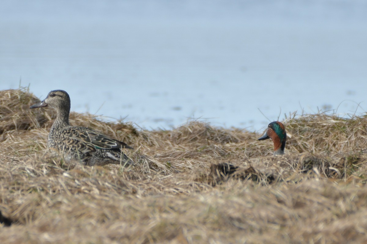 Green-winged Teal - ML442638701