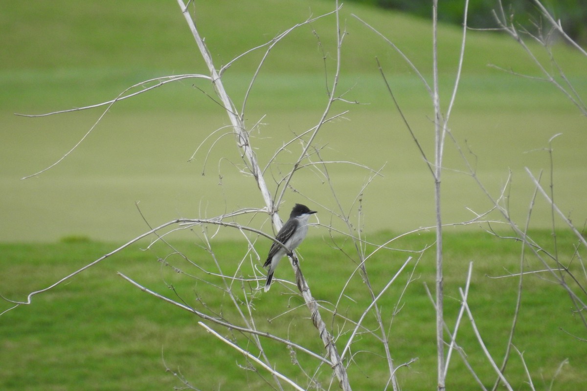 Eastern Kingbird - ML442640811