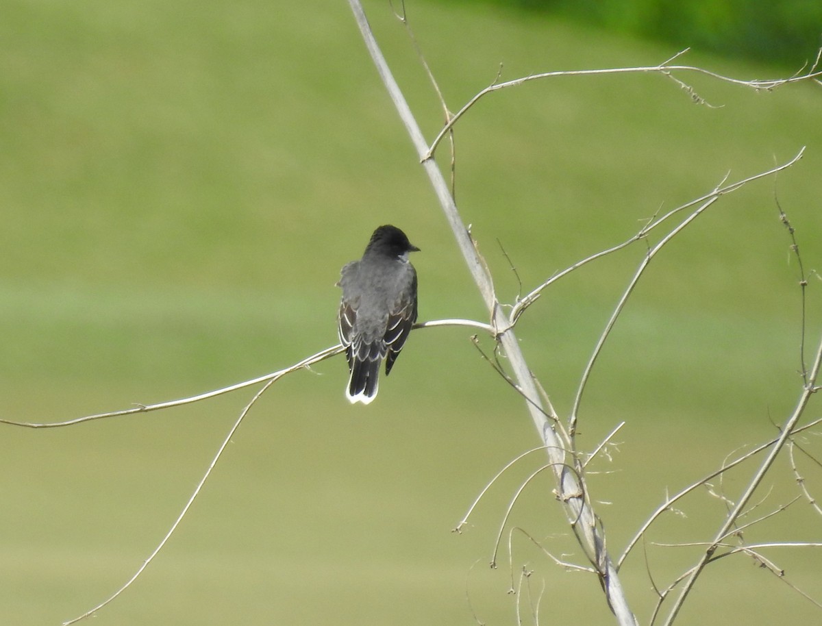 Eastern Kingbird - Heidi Pasch de Viteri