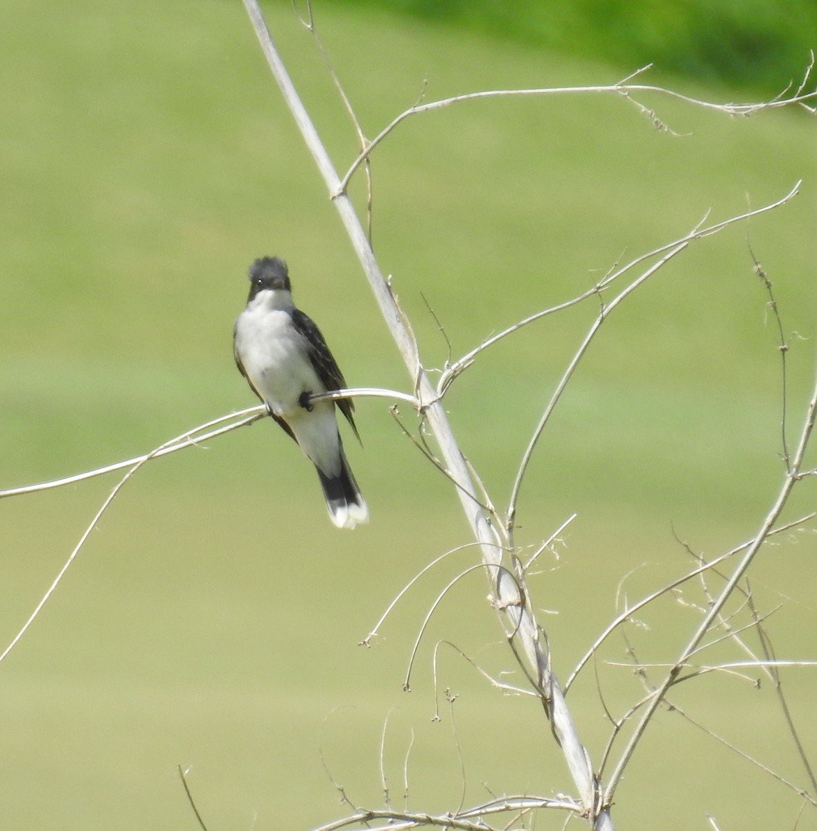 Eastern Kingbird - ML442641201