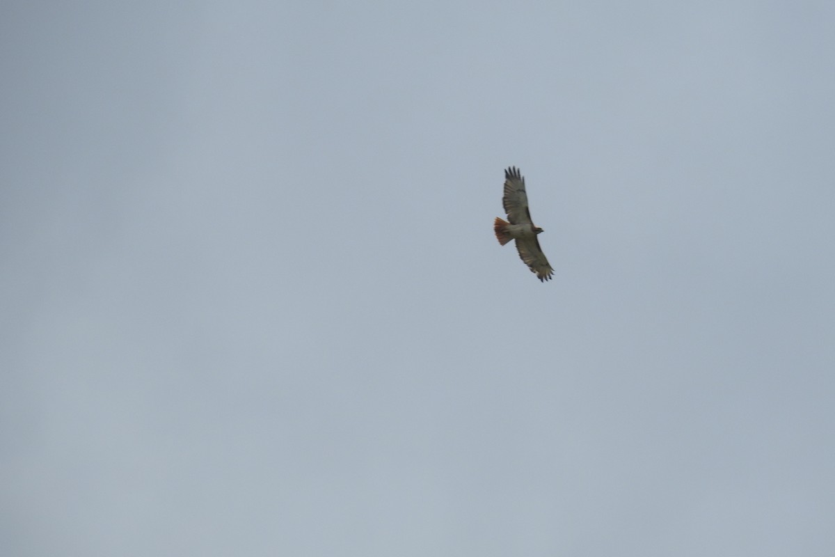 Red-tailed Hawk - ML442642071