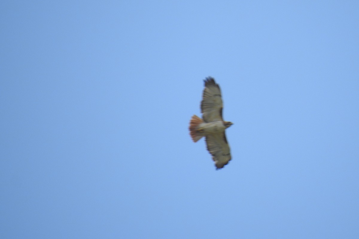 Red-tailed Hawk - ML442642121