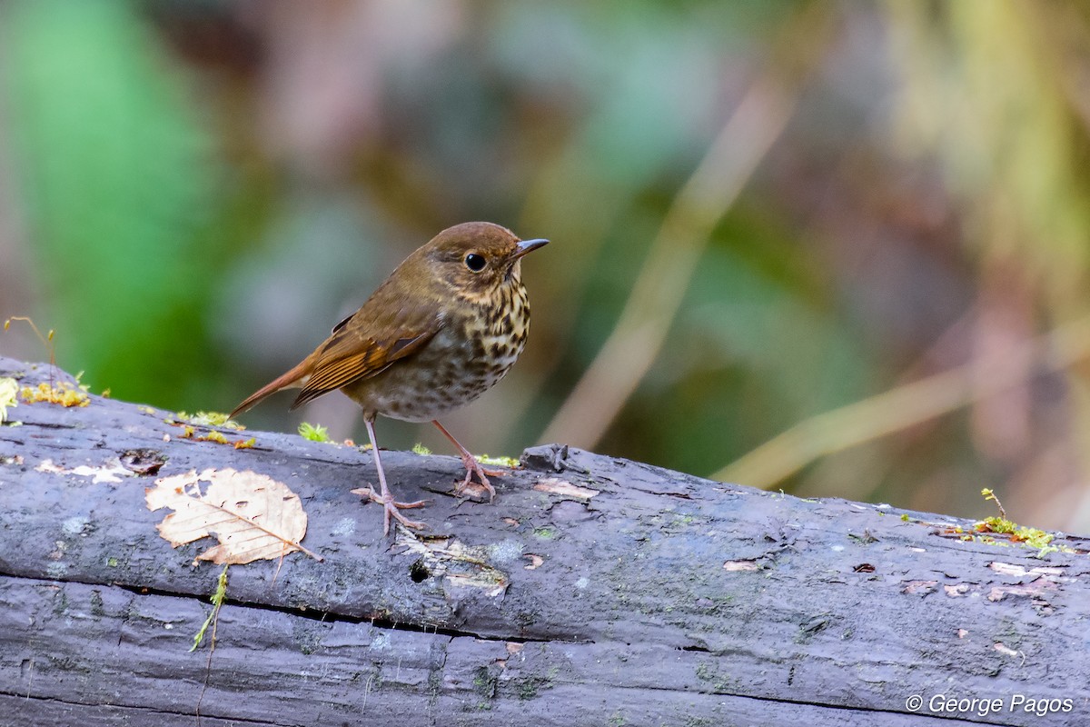 Hermit Thrush - George Pagos