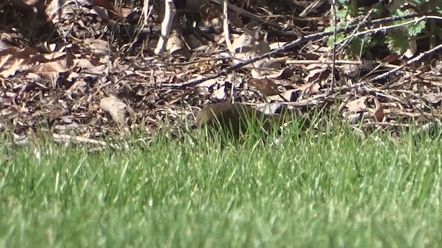 Swainson's Thrush - ML442644691