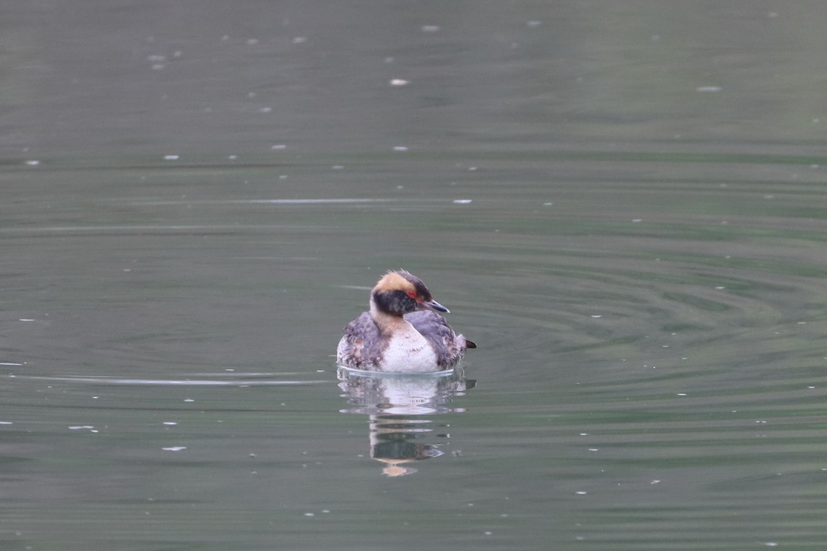 Horned Grebe - ML442645741