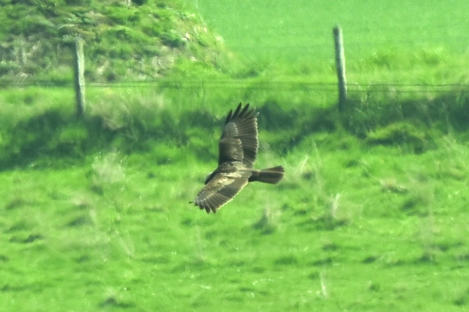 Western Marsh Harrier - Blair Whyte