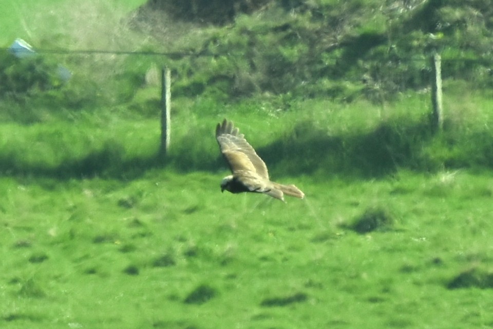 Western Marsh Harrier - ML442646141