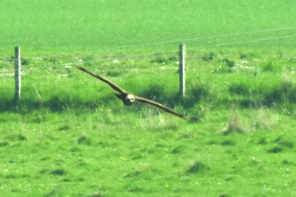 Western Marsh Harrier - Blair Whyte