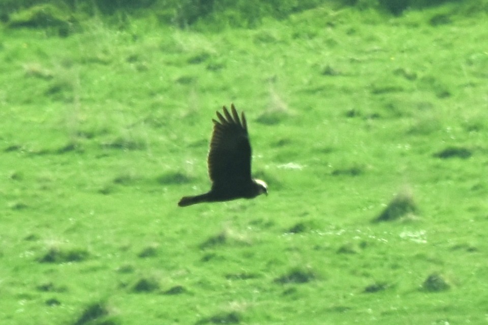 Western Marsh Harrier - ML442646241