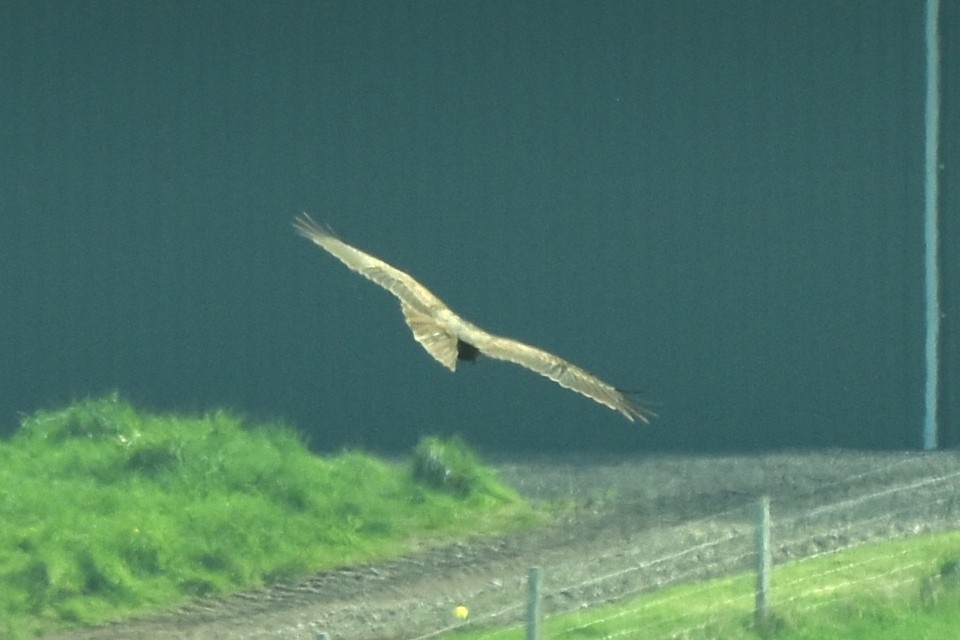 Western Marsh Harrier - ML442646281