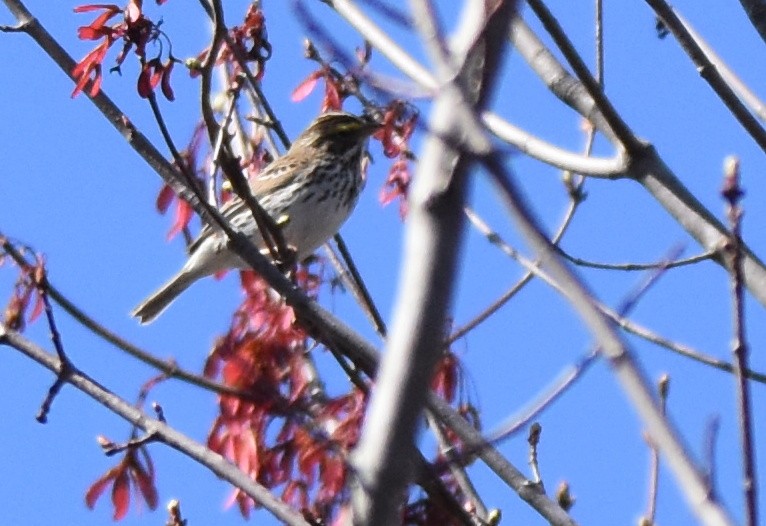 Savannah Sparrow - ML442648171