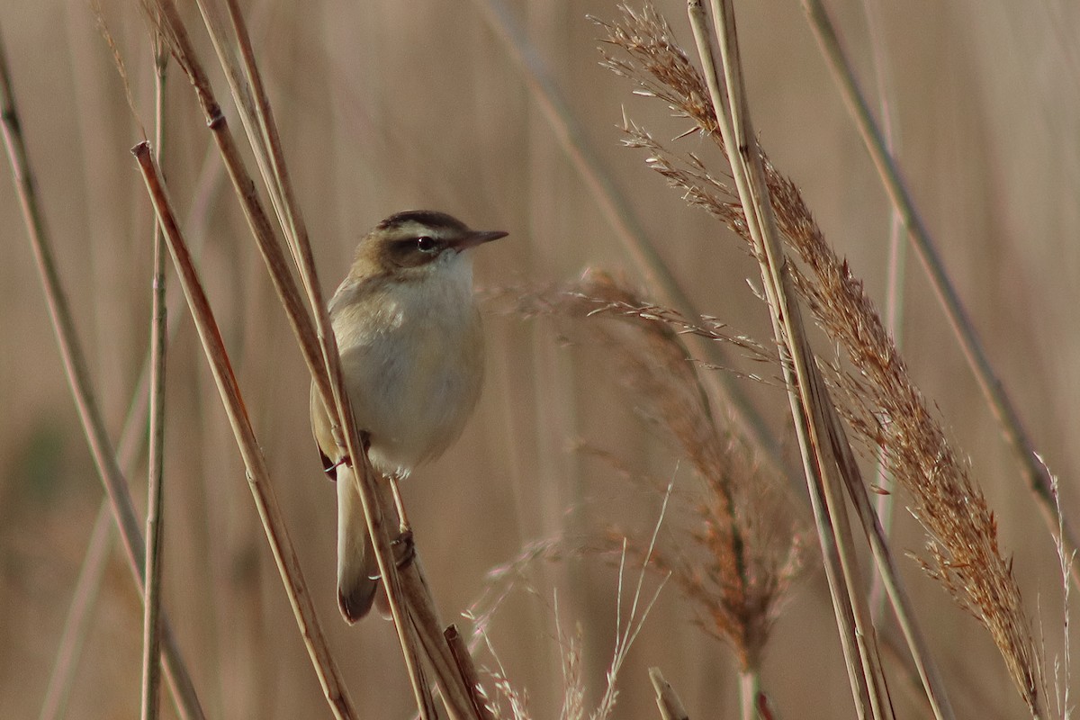 Sedge Warbler - ML442648591