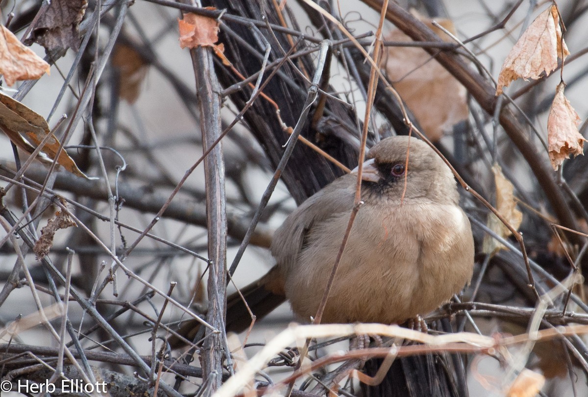 Abert's Towhee - Herb Elliott