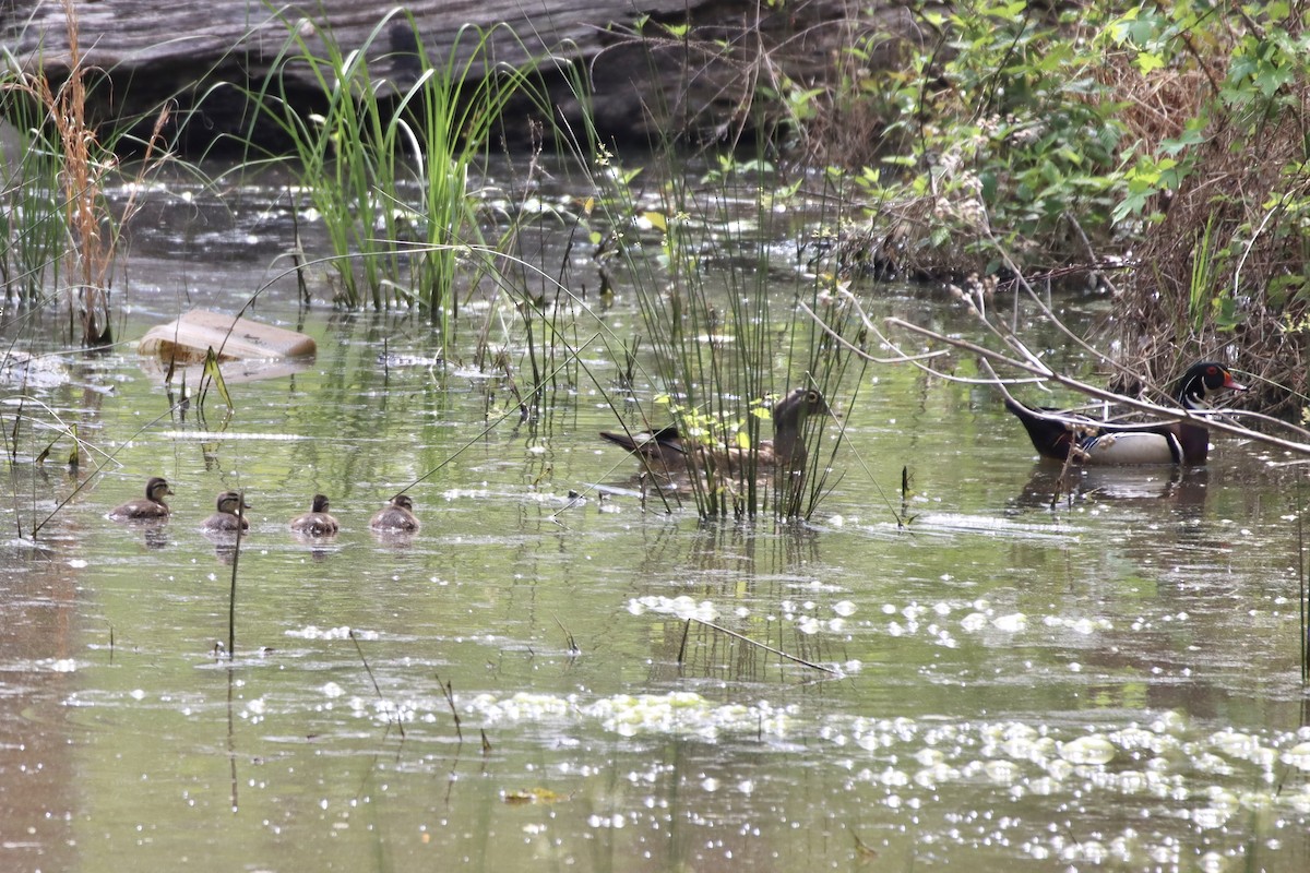Wood Duck - ML442649071