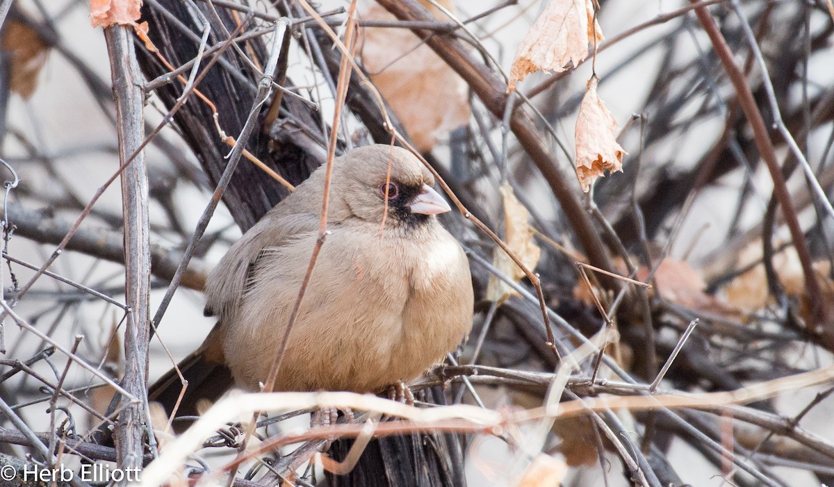 Abert's Towhee - Herb Elliott