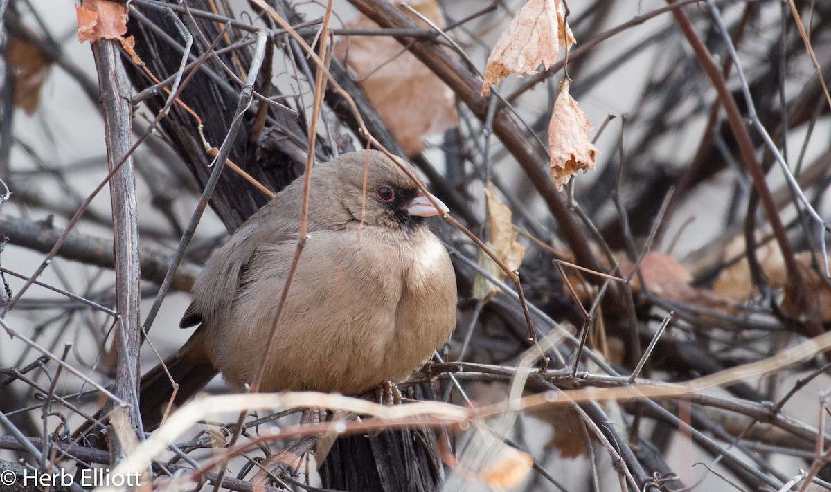 Abert's Towhee - Herb Elliott