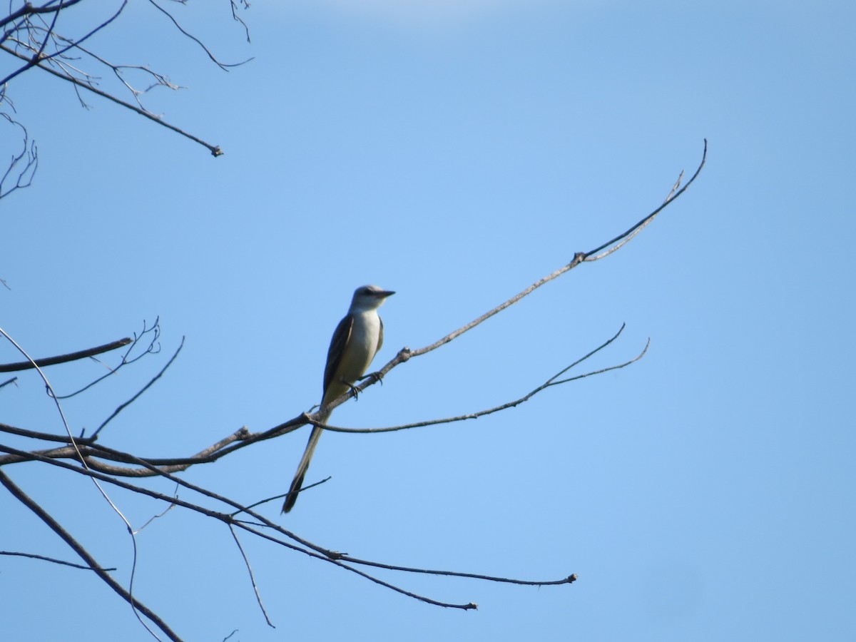 Scissor-tailed Flycatcher - ML44264951