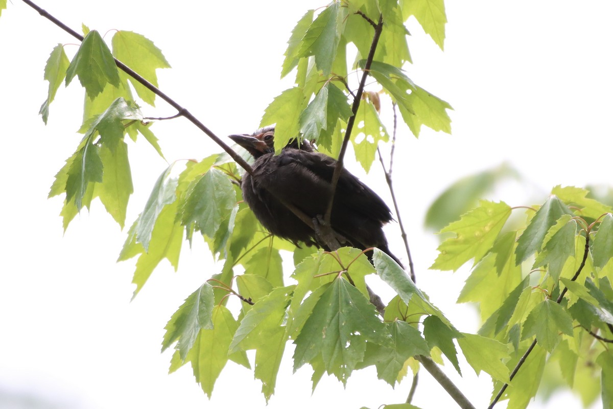 Common Grackle - ML442649601