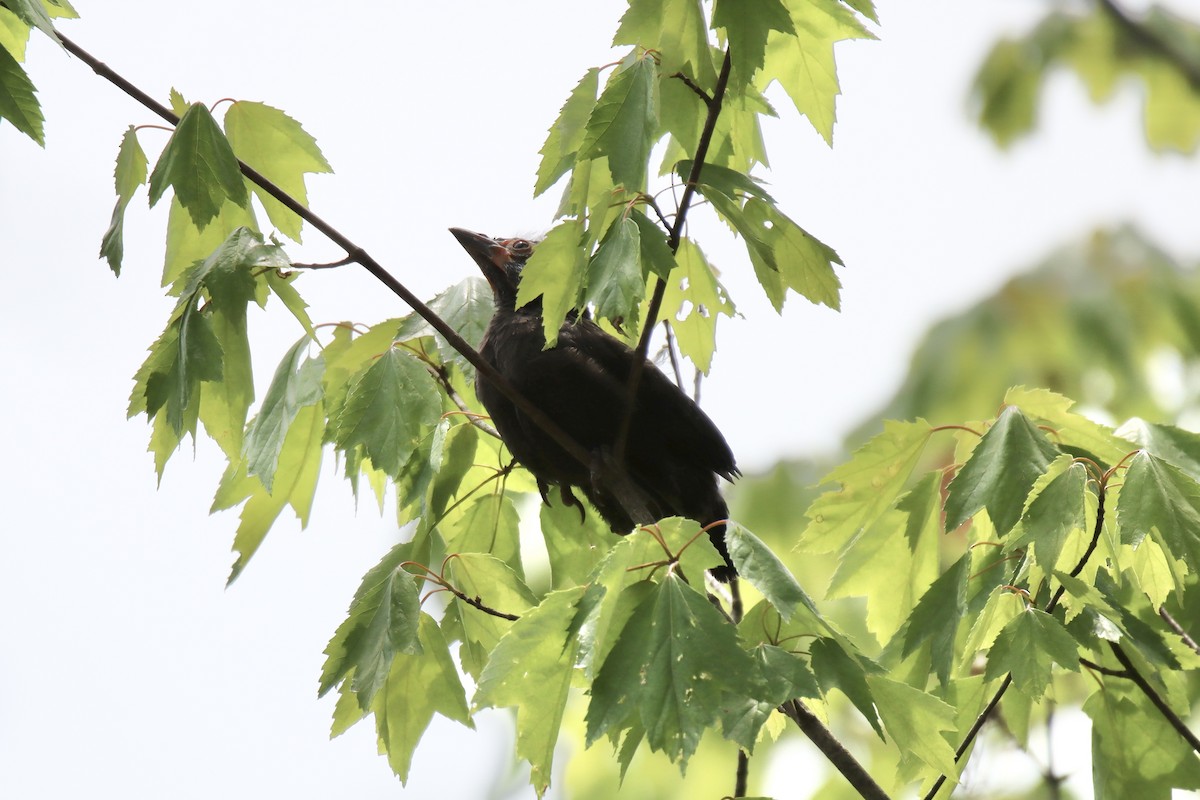 Common Grackle - ML442649641