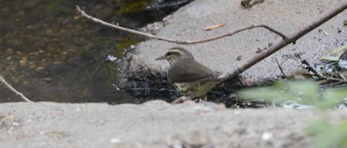 Louisiana Waterthrush - ML442650461