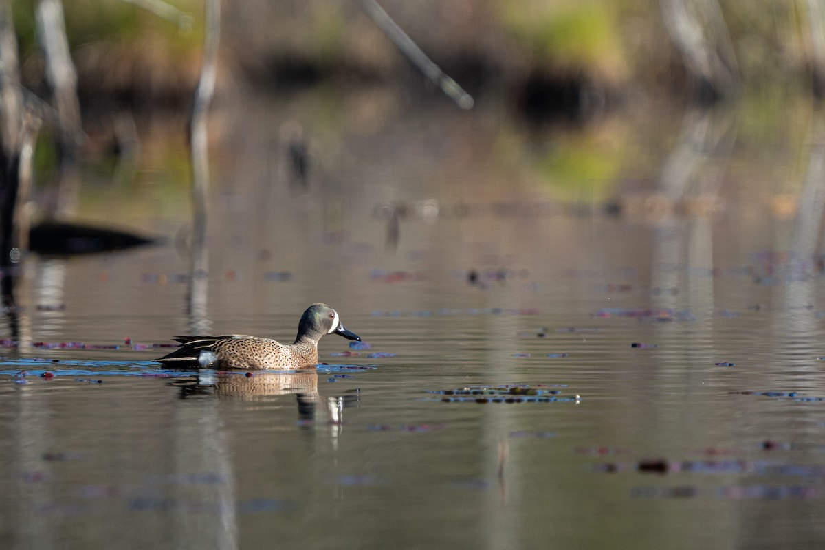 Blue-winged Teal - ML442652121