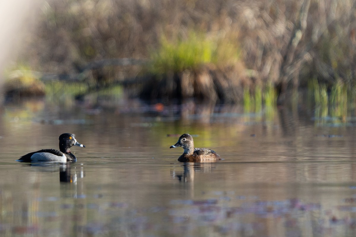 Ring-necked Duck - ML442652321