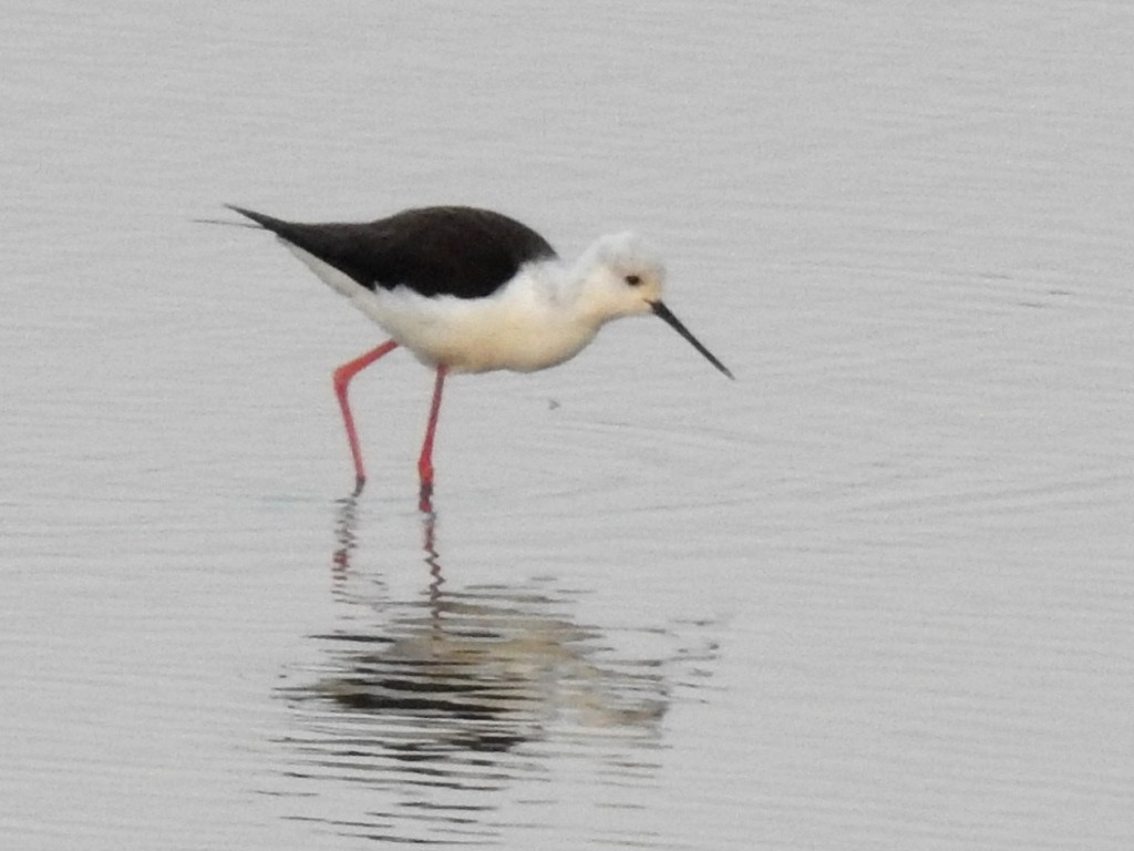 Black-winged Stilt - ML442652861